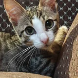 Котёнок 1
