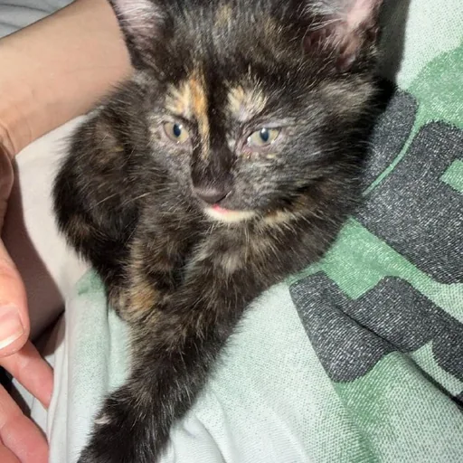 Котенок