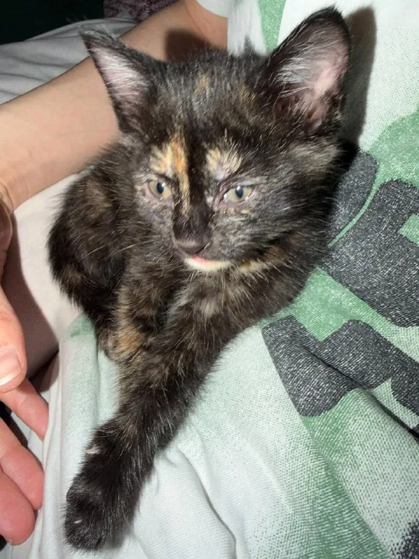 Котенок