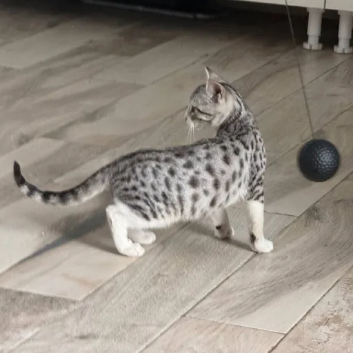 Котенок Лео
