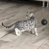 Котенок Лео 1