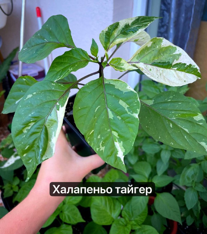 Саженцы мексиканских острых перцев тайгер, шоколад, поблано 4