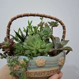 Комнатные растения 10