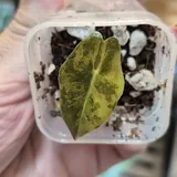 Alocasia Pseudo-Sanderiana Aurea Variegata ტუბერი, ნერგი 3