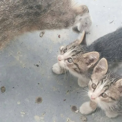 Котята