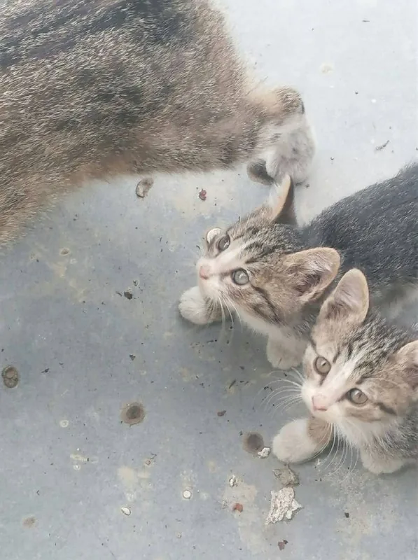 Котята 1