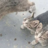 Котята 1