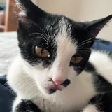 Котёнок Шуфутинский ищет дом 3