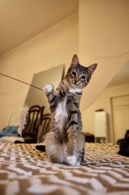 Котенок Шляпа, 7 месяцев, кастрирован 2