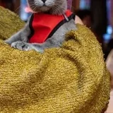 Русский голубой котёнок Грогу 4