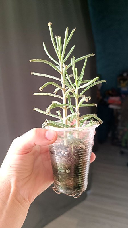 Растения Каланхоэ, Граптоседум, Крассула 8