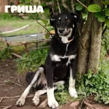 Пес Гриша ищет дом 1