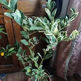 Вариегатный лимон, кумкват 1