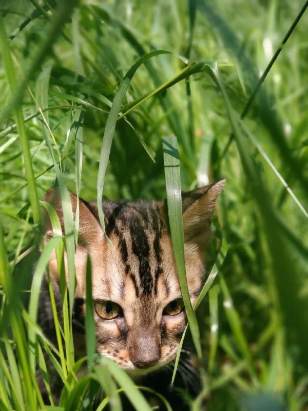 Бенгальский кот 1