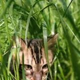 Бенгальский кот 1