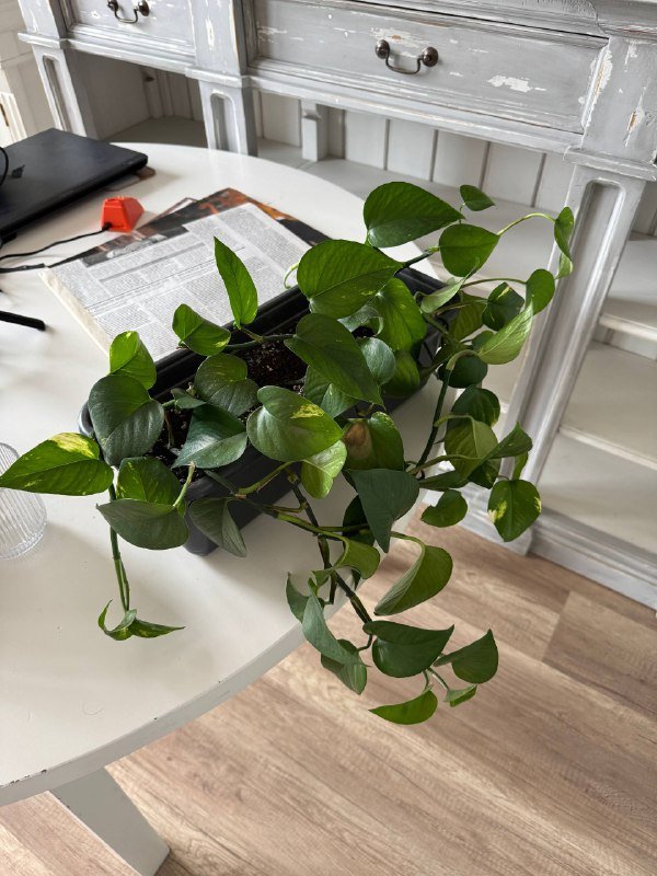 Эпипремнум растение 5 стеблей и кашпо