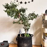 Комнатный острый перец 1