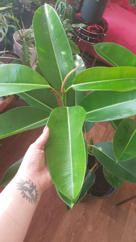 Оба растения 3