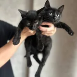 Котята, два братика 5