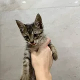 Котята 5