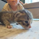 Котёнок в добрые руки 2