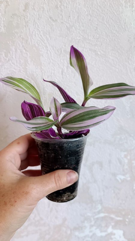 Гипоэстес розовый, Альтернатера, Традесканция Роза Триколор, Колеус Малифесента, Пилея Кадье, Традесканция Нанук, Альтернатера 2 черенка, Монстера Адансона 2 черенка 6