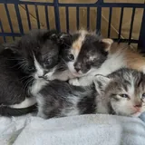 Кошка Пандора, котёнок 2