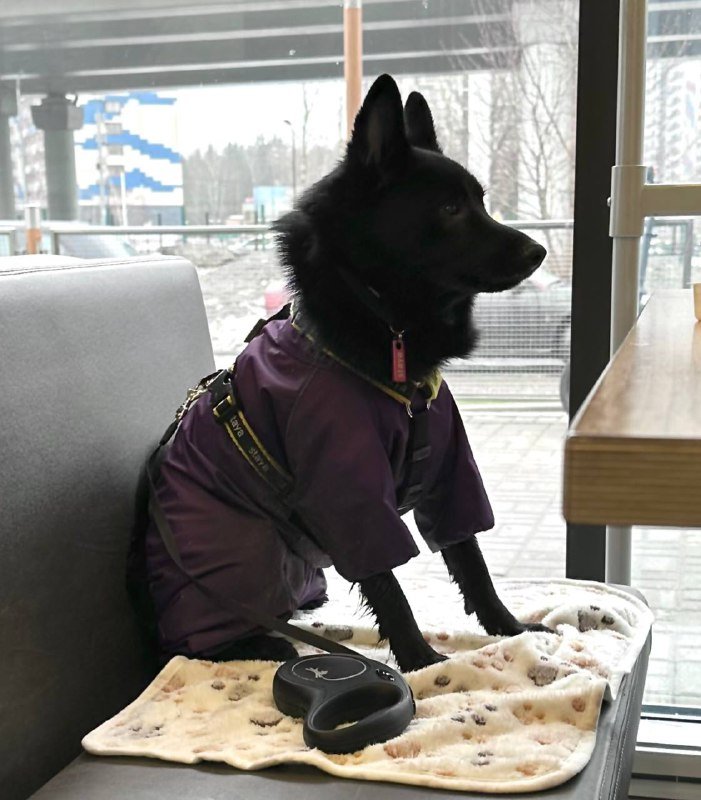 Дождевик для собаки 7 кг 4