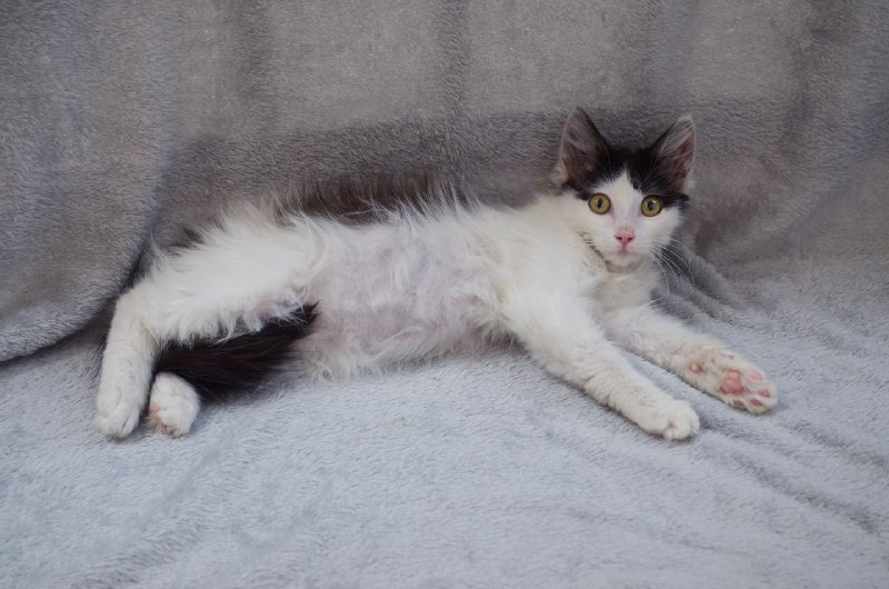Котенок Ромби в поисках дома 3