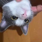 Кошка Вишня 3