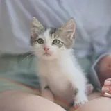 Котёнок Шмат ищет дом 4