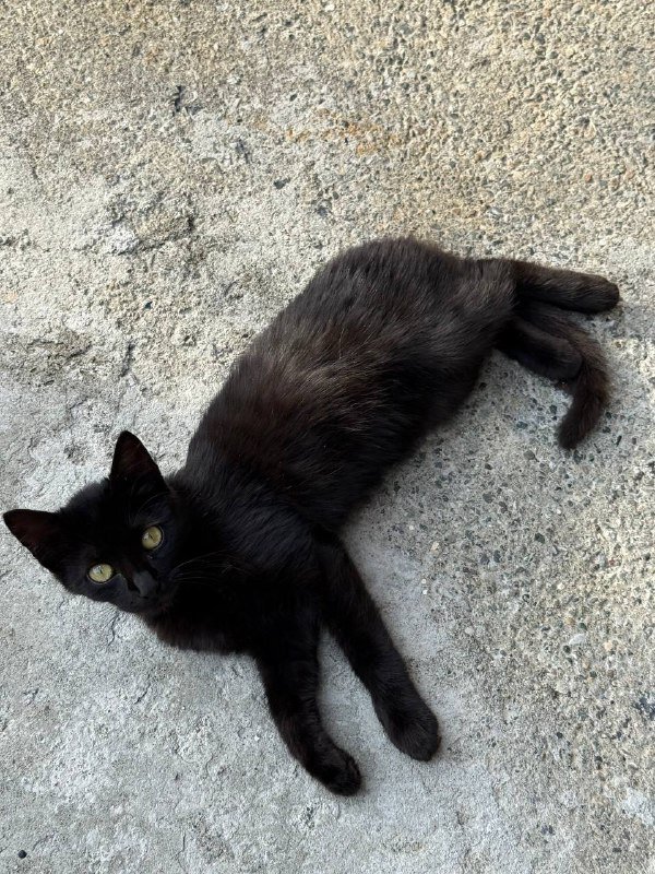 Котята брат и сестра в добрые руки 2