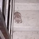 Котенок 3