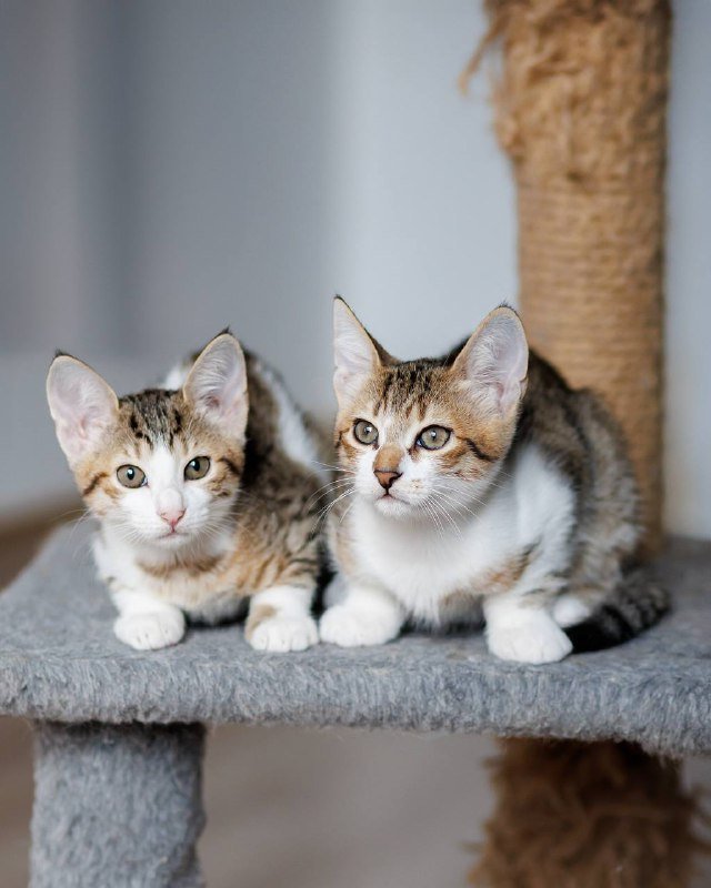 Котята Венечка и Варя ищут дом