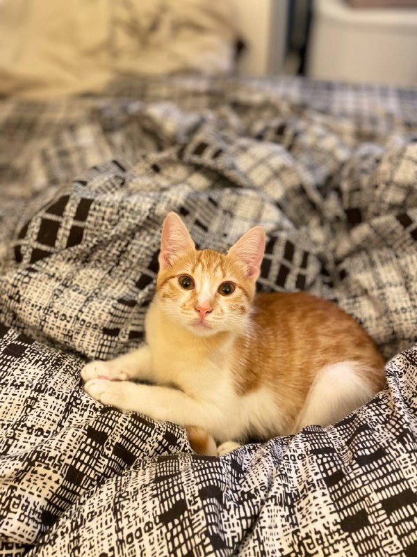 Рыженький котёнок девочка Пенни 2