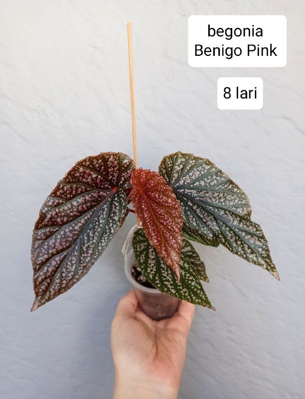 Комнатные растения 2