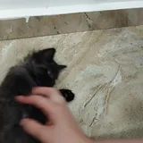 Котенок 2