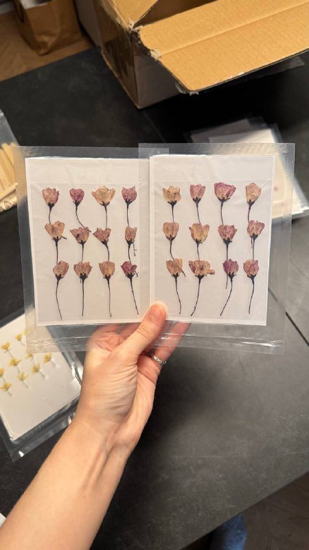 Сухоцветы в вакуумных упаковках, Вереск, Одуванчики, Лепестки василька 8