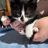 Котята 5