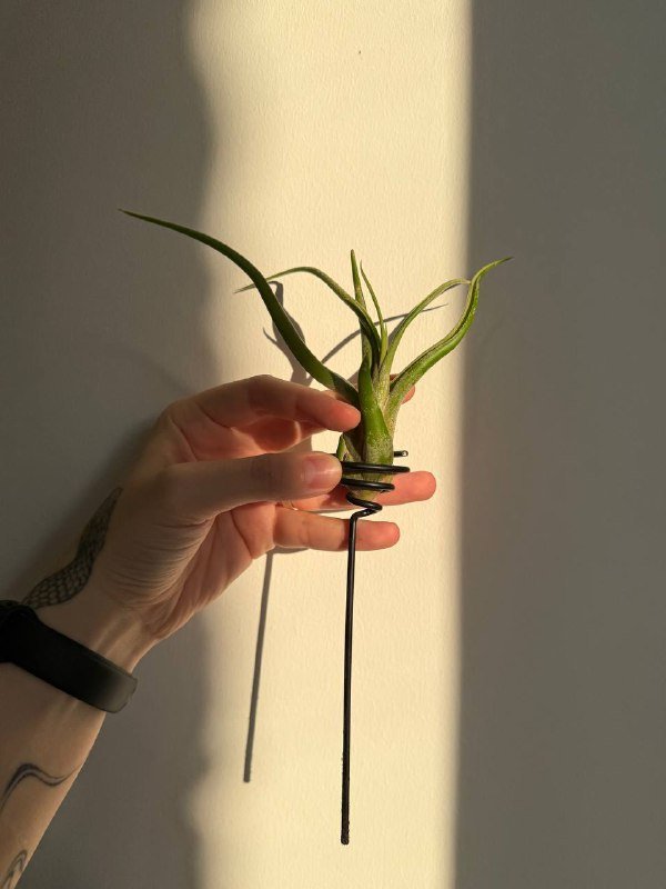 Тилландсия голова медузы без подставки