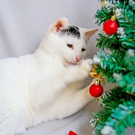 Кот Марлон