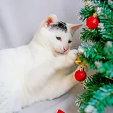 Кот Марлон 1