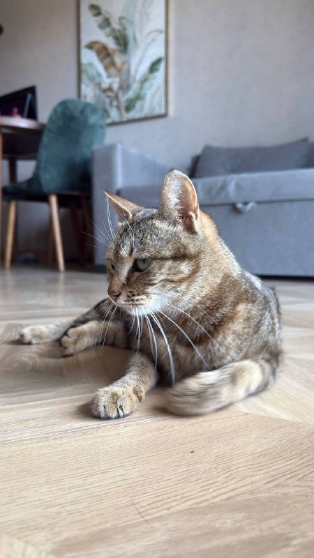 Кошечка Лилу ищет дом 3