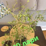 Цветы, герань, розы 1