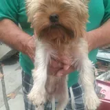 Purebred Yorkshire Terrier, 2 months old 7