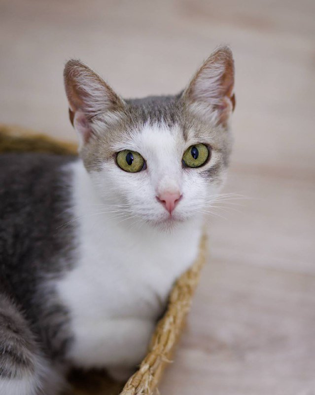 Кошка Ария в добрые руки 2