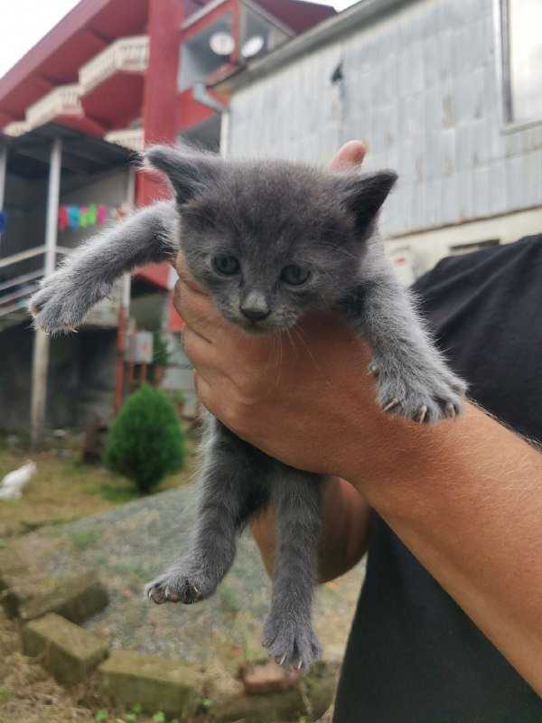 Котята домашние голубые и с белым 7