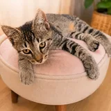 Котёнок-компаньон Ричи 2