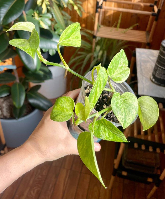 Домашнее растение эпипренум два черенка