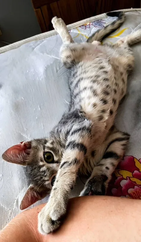 Котёнок на передержку на 2 недели